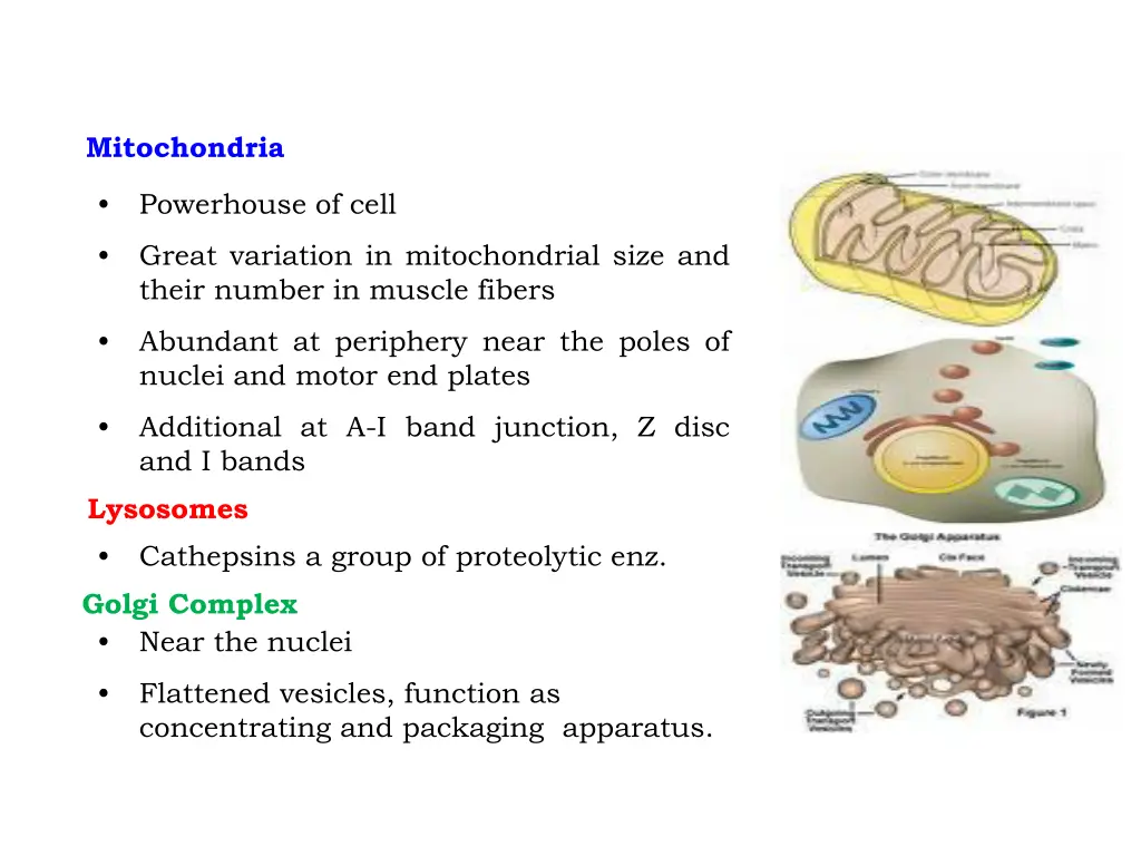 mitochondria