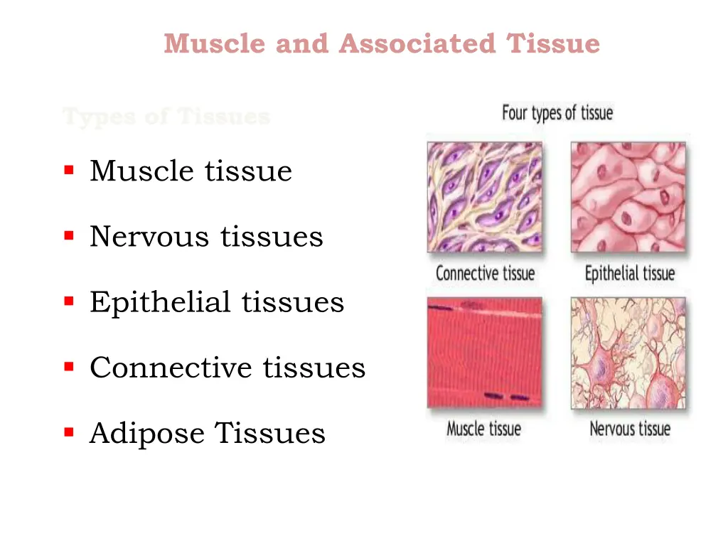 muscle and associated tissue