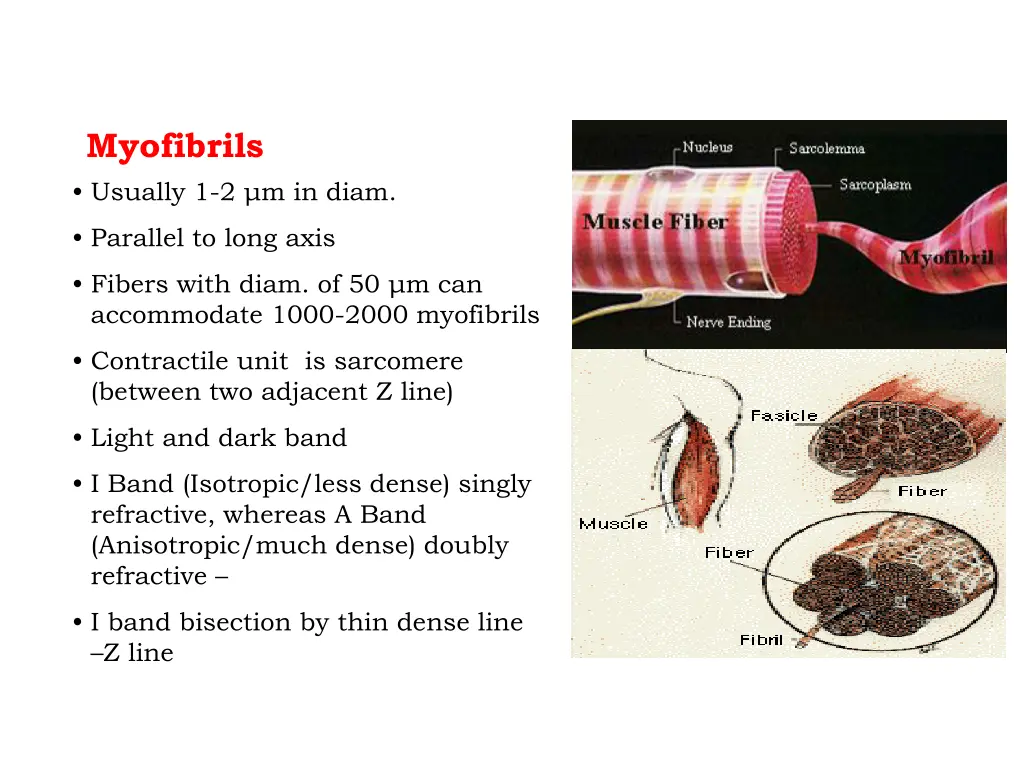 myofibrils usually 1 2 m in diam