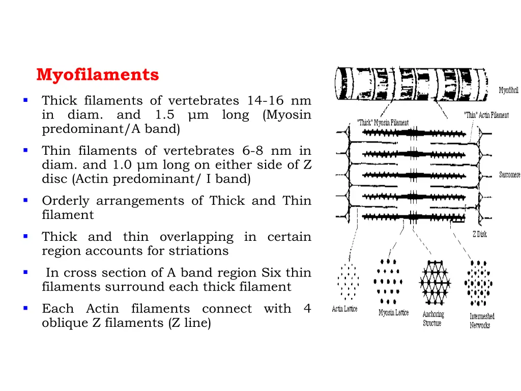 myofilaments