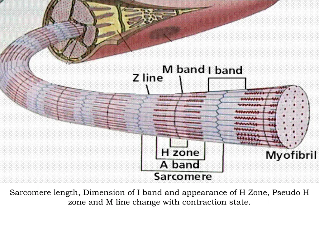 sarcomere length dimension of i band