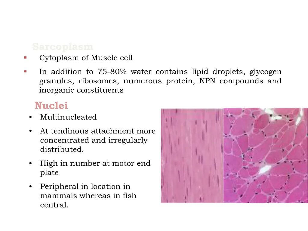 sarcoplasm cytoplasm of muscle cell