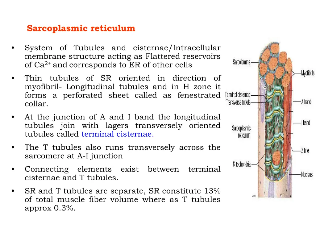 sarcoplasmic reticulum