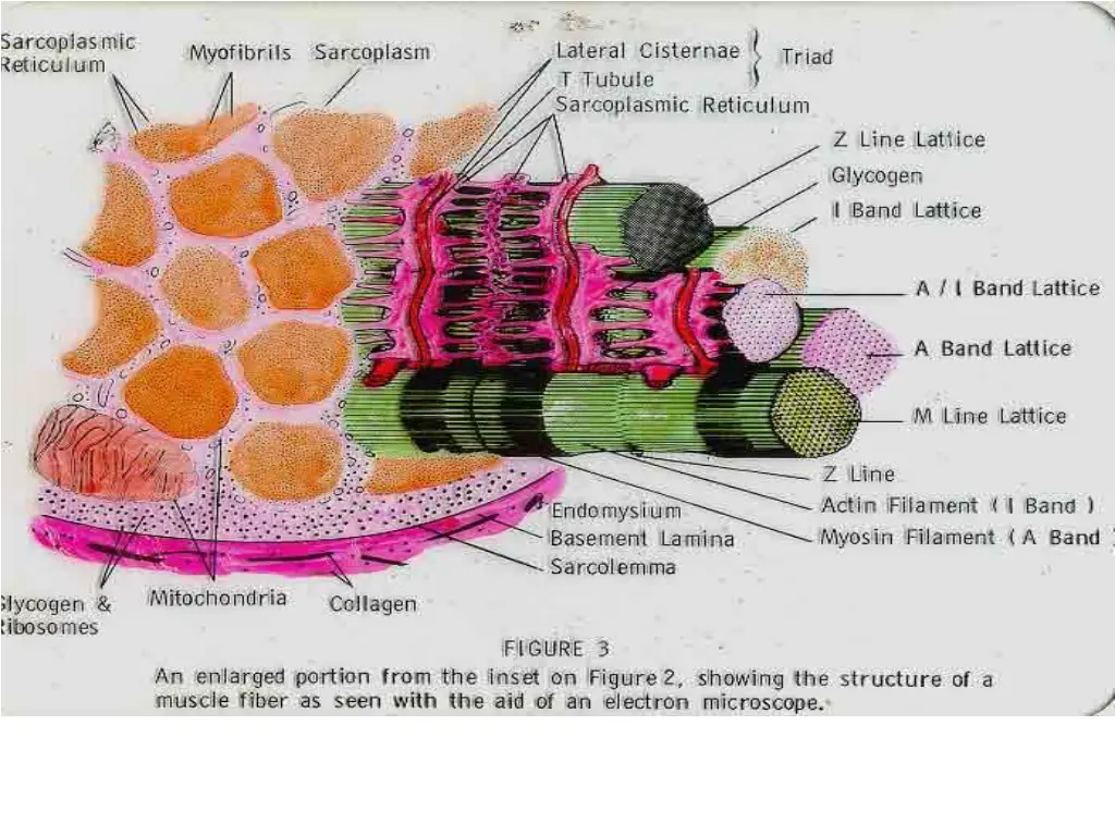 slide19