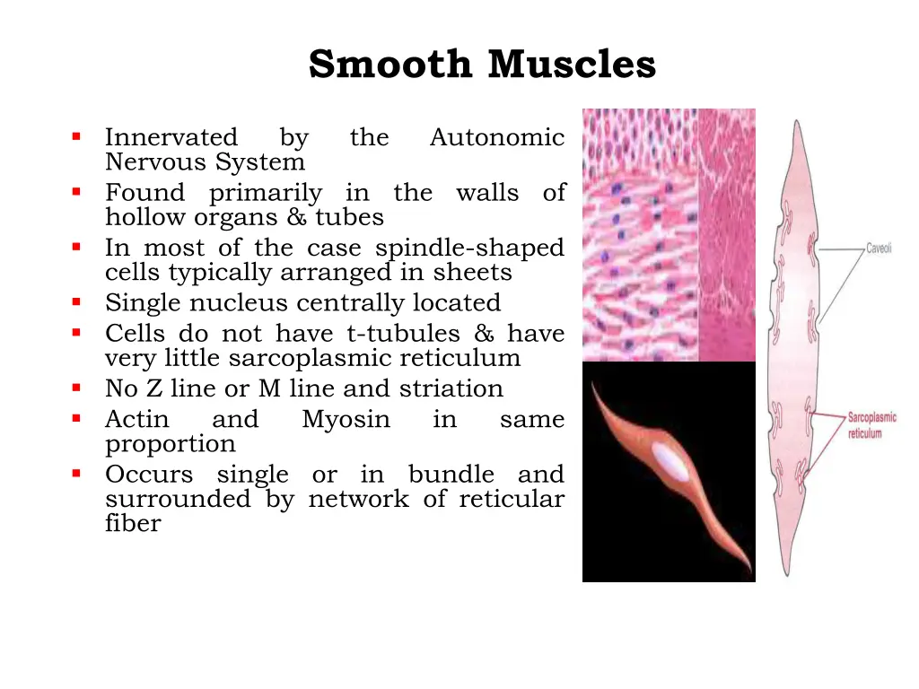 smooth muscles