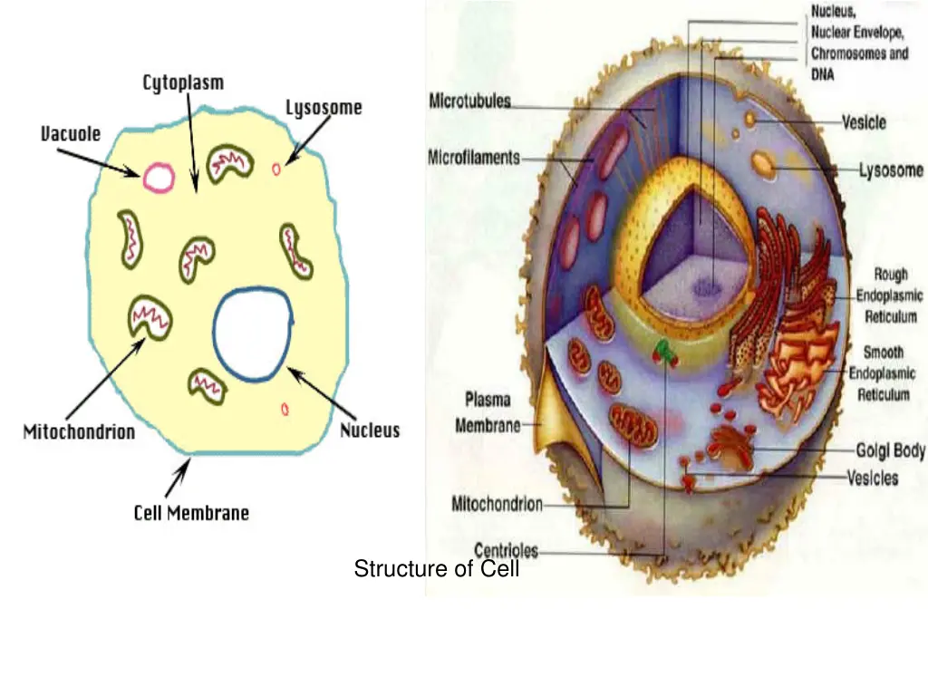 structure of cell