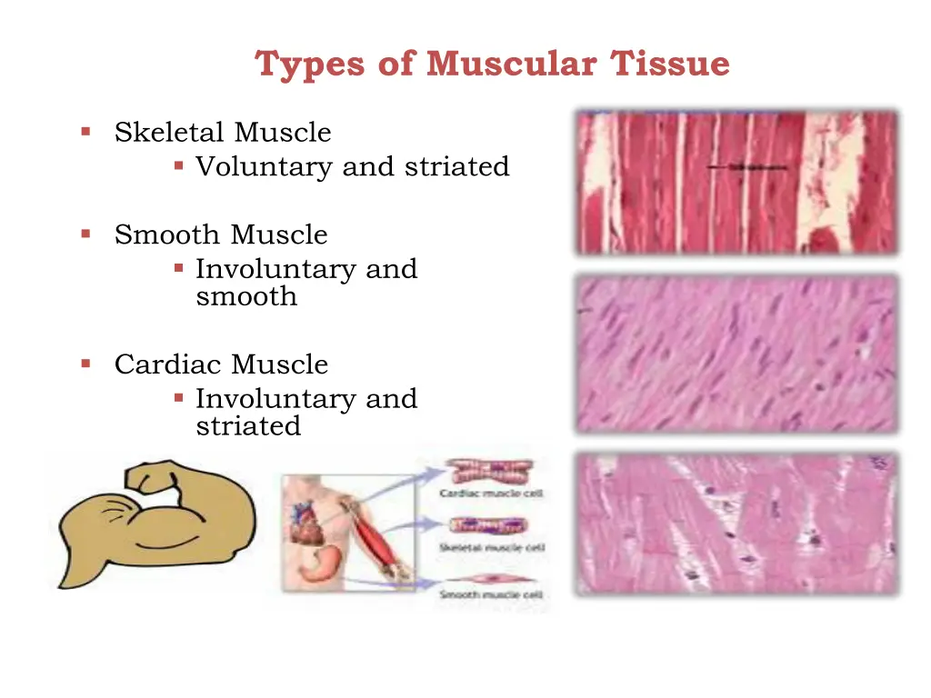 types of muscular tissue