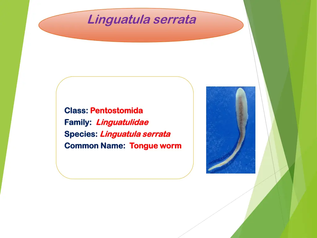 linguatula serrata 1