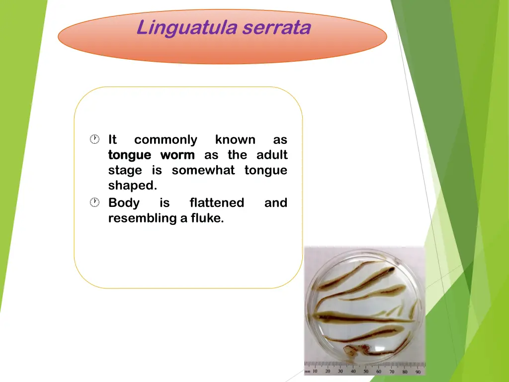 linguatula serrata 2