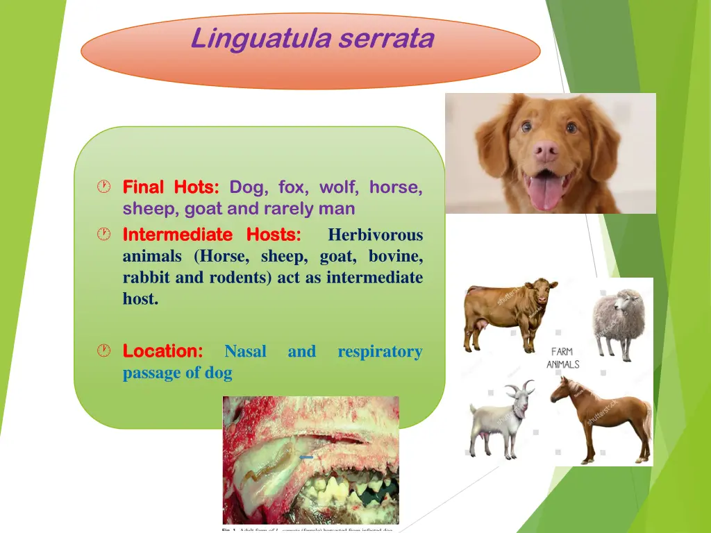 linguatula serrata 3