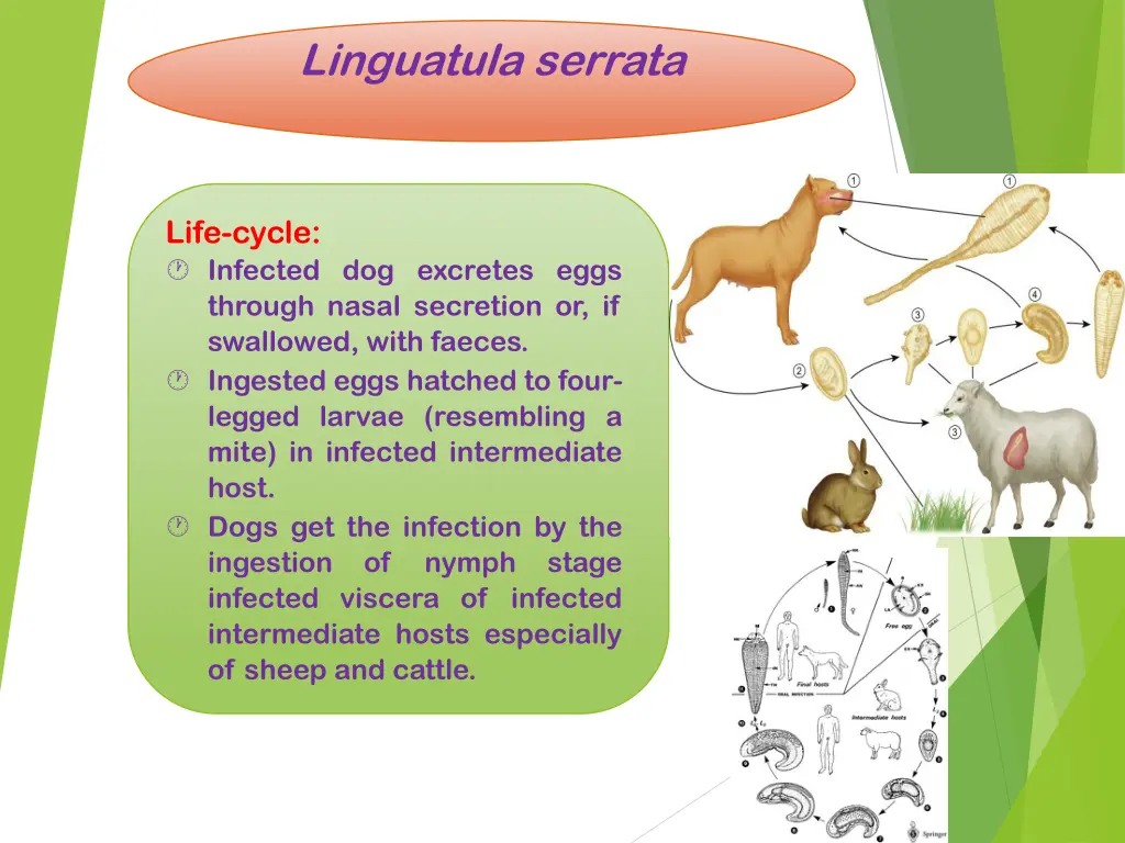 linguatula serrata 4