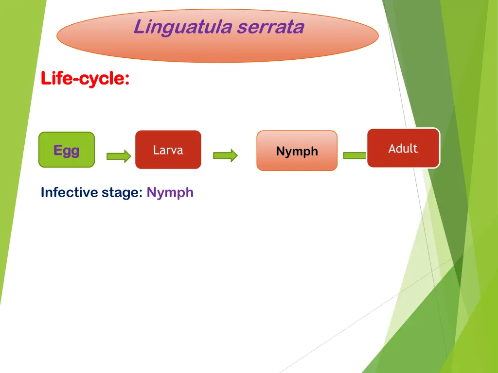 linguatula serrata 5