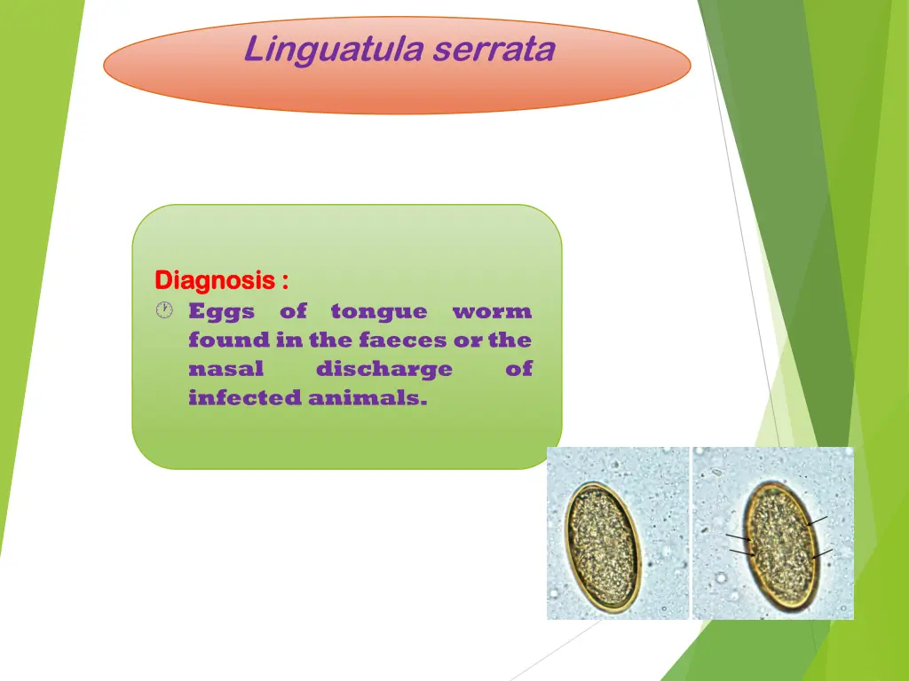 linguatula serrata 7