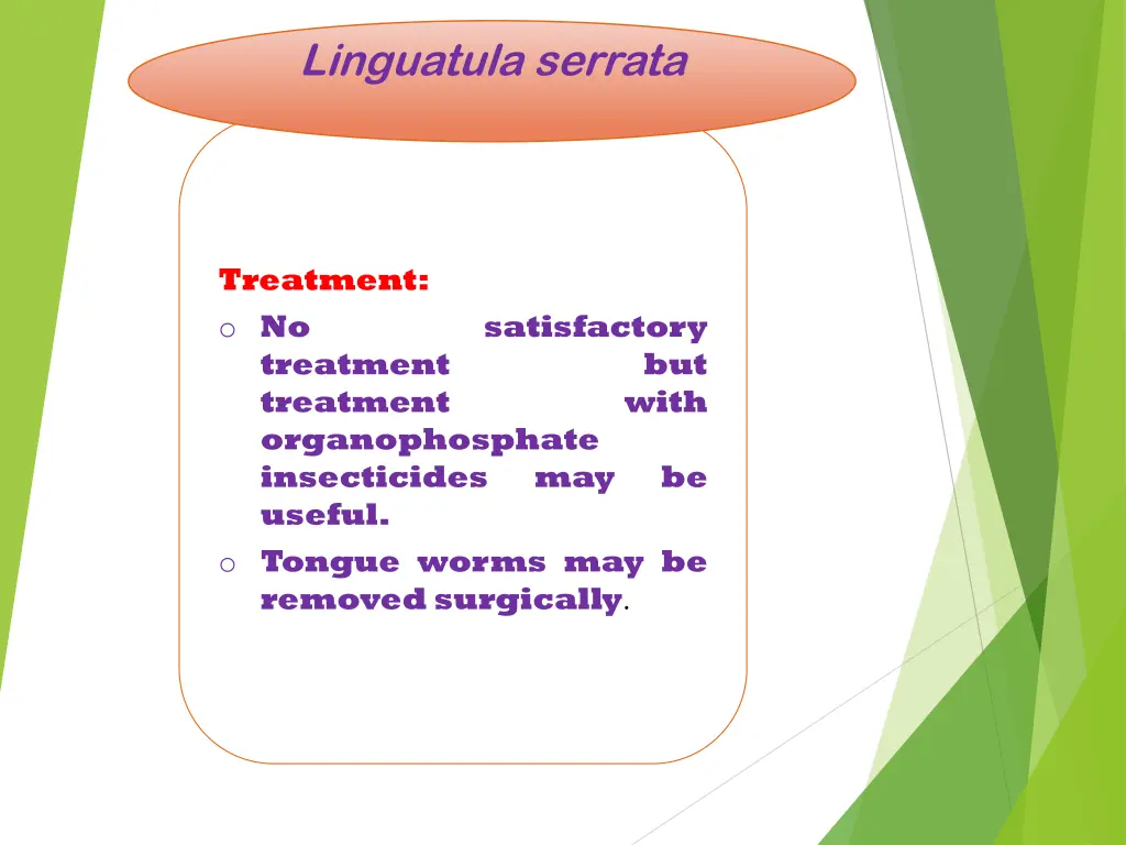 linguatula serrata 8