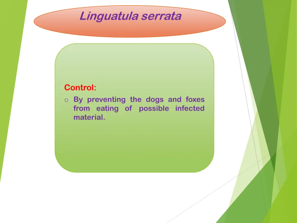 linguatula serrata 9