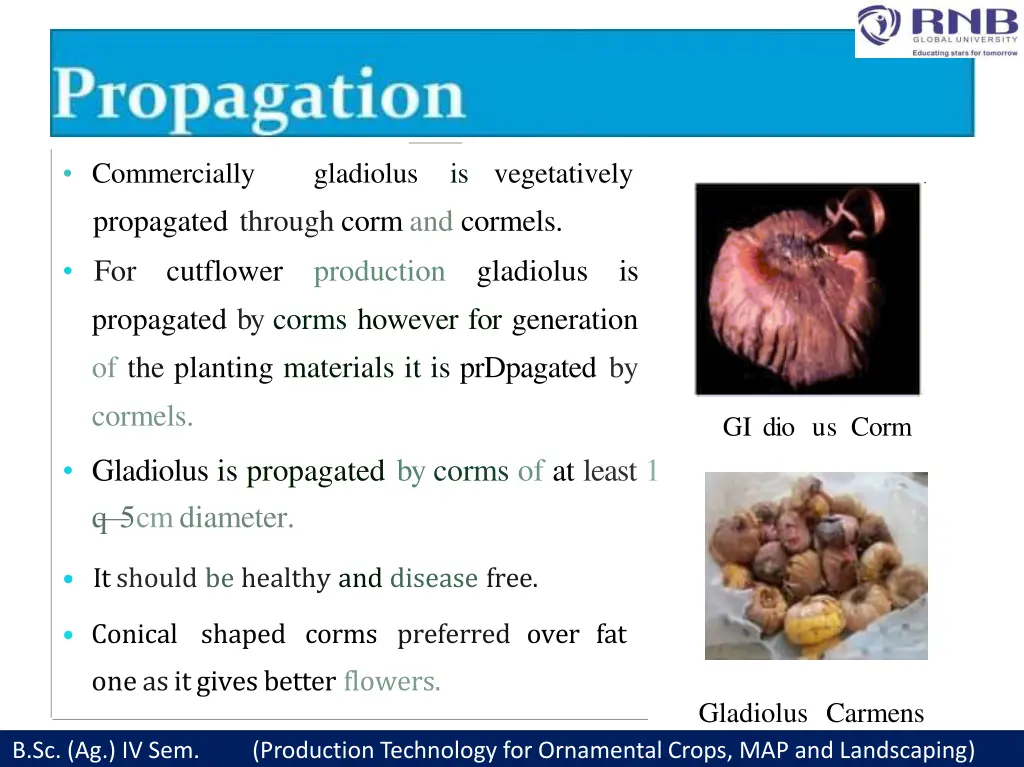 commercially propagated through corm and cormels