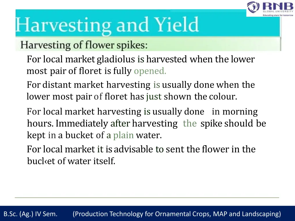 for local market gladiolus is harvested when