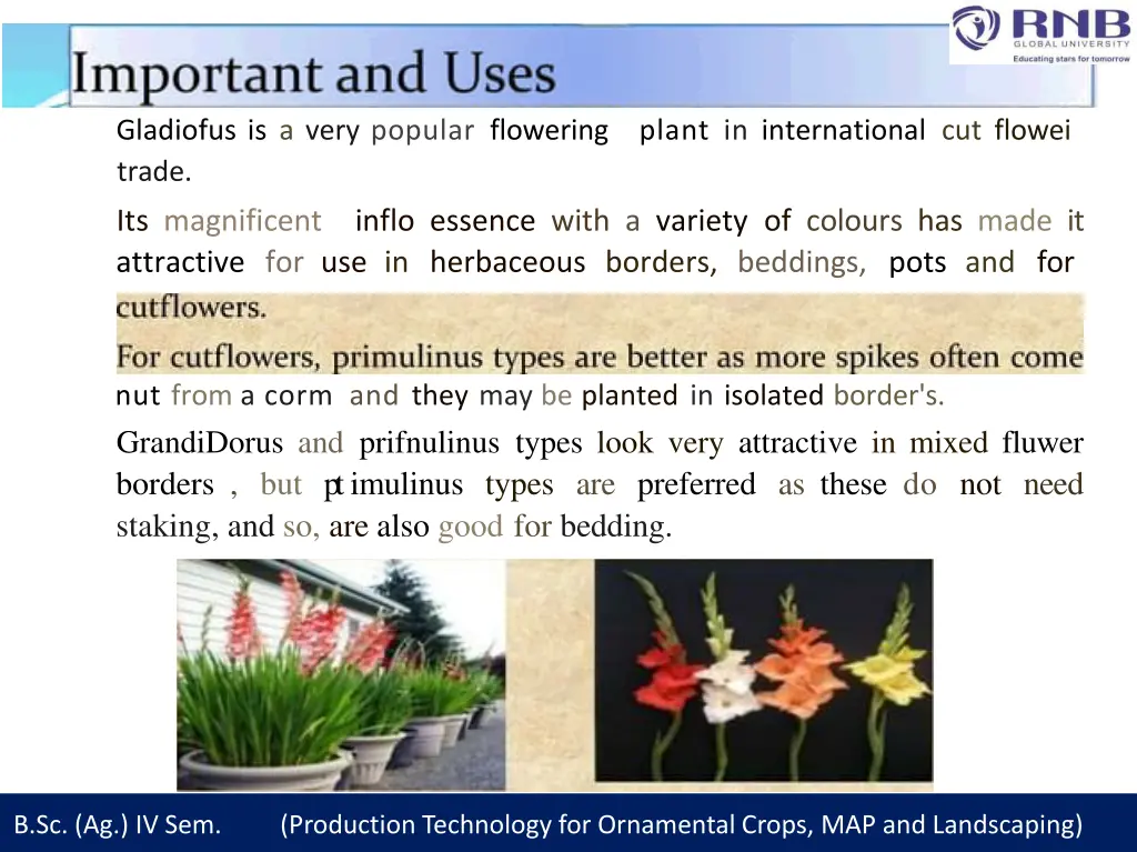 gladiofus is a very popular flowering plant