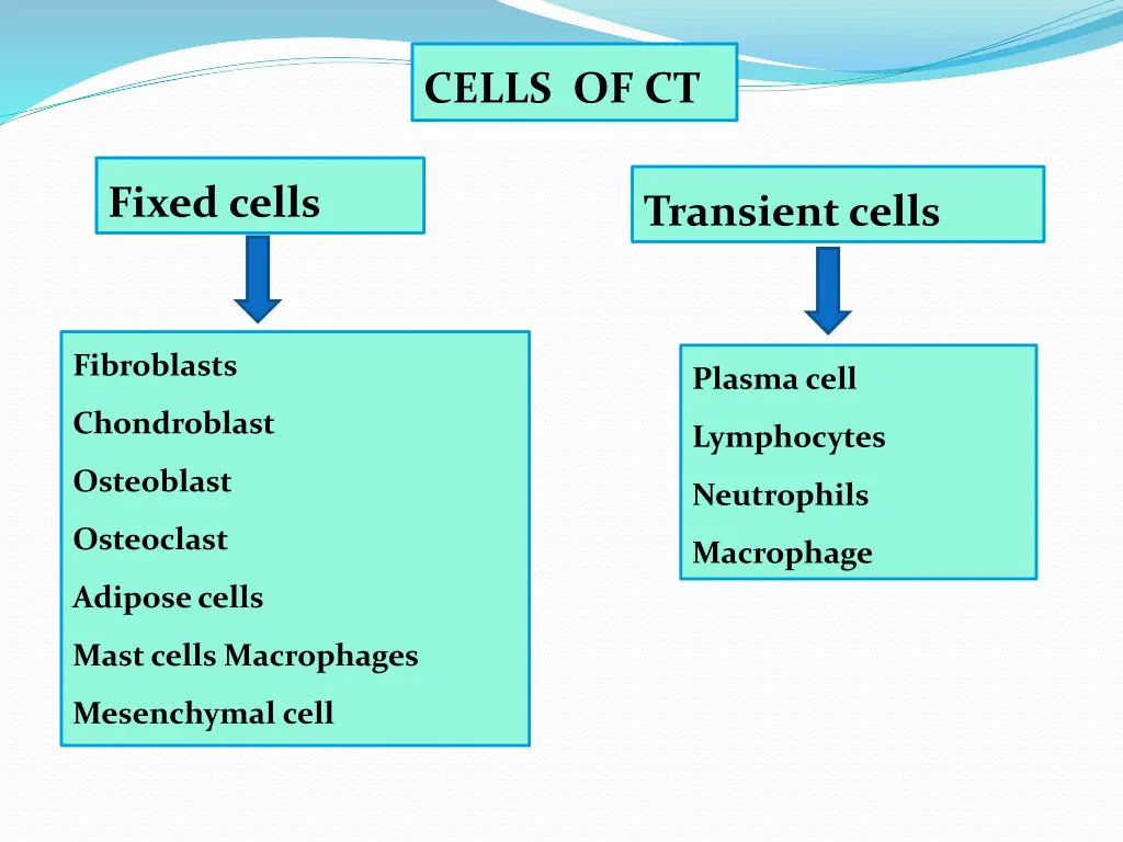 cells of ct