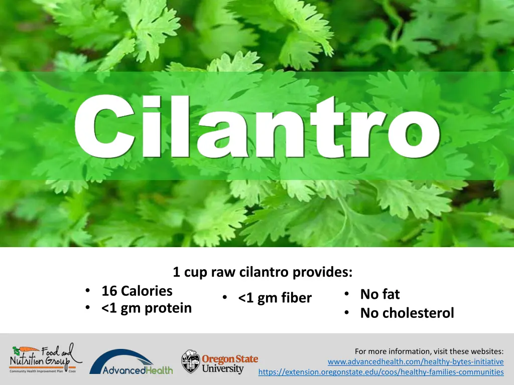 cilantro cilantro 1