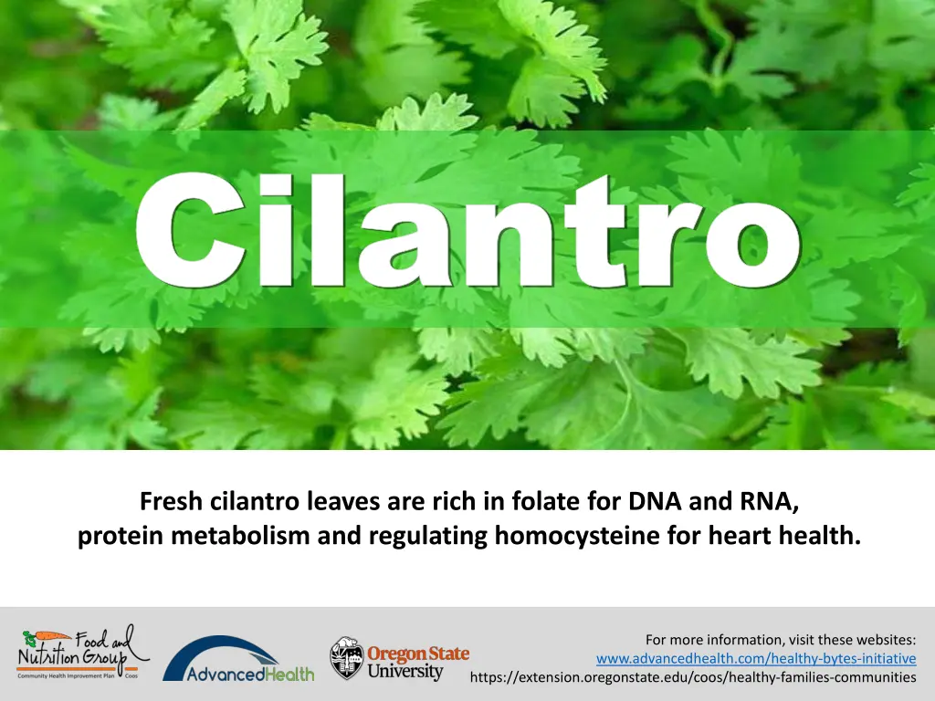 cilantro cilantro 2