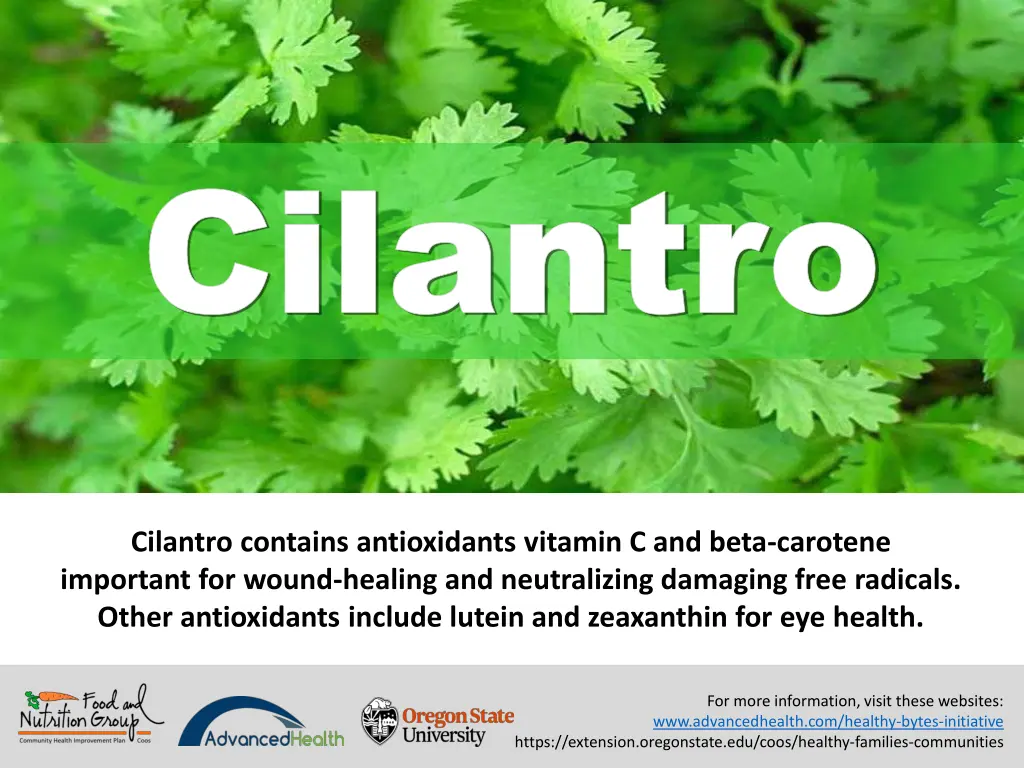 cilantro cilantro 4