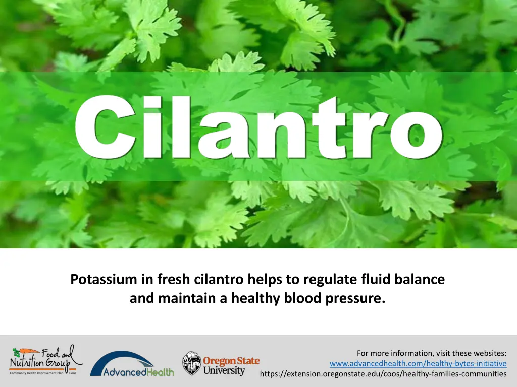 cilantro cilantro 5
