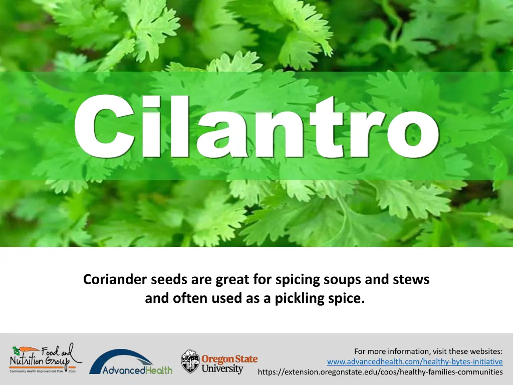 cilantro cilantro 7