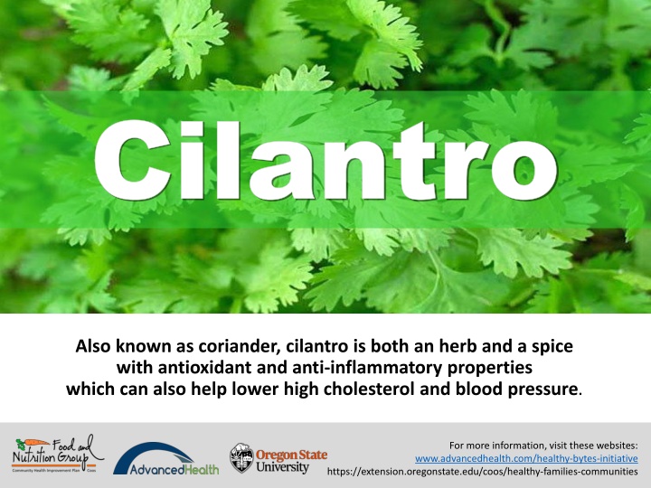cilantro cilantro