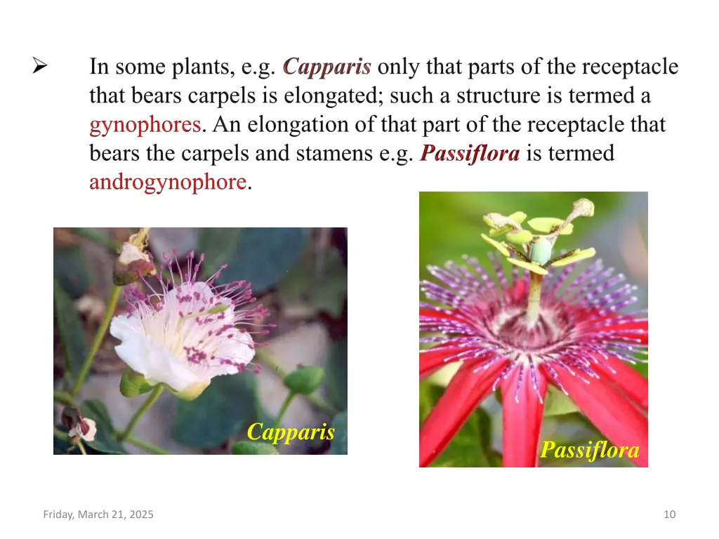 capparis spinosa young caper flower