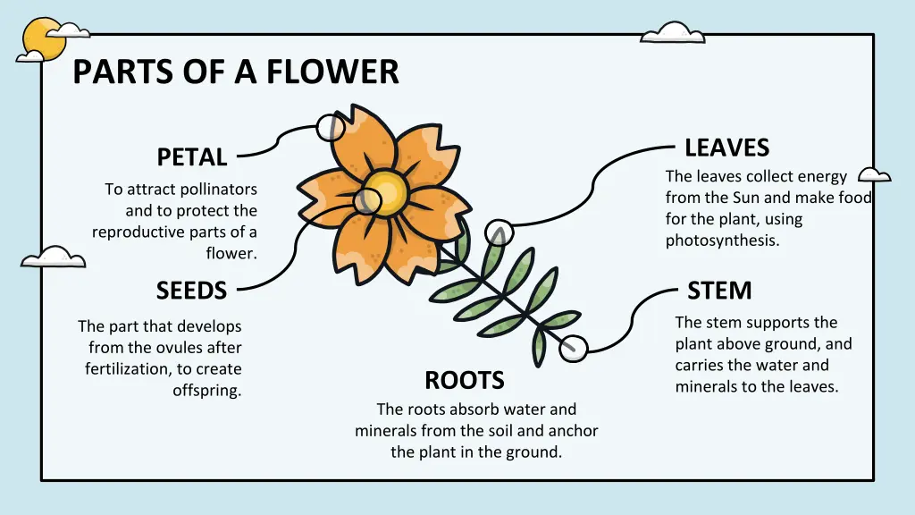 parts of a flower