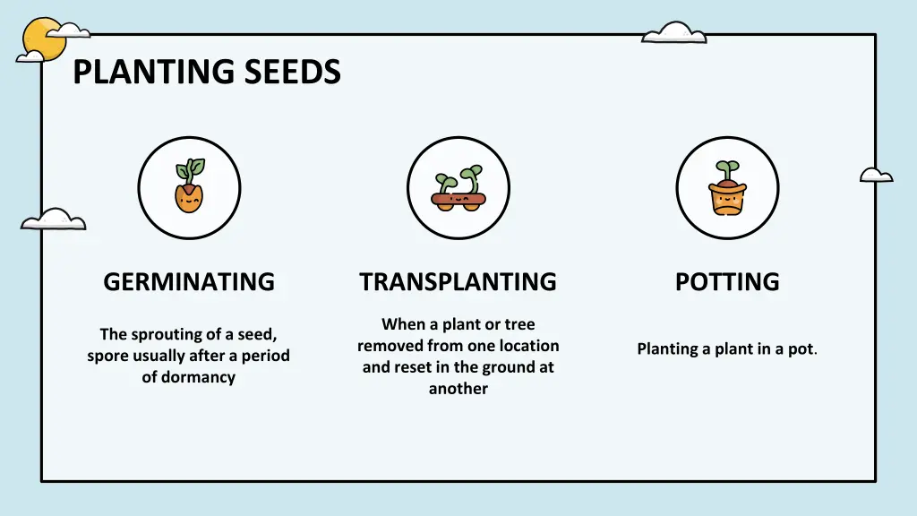 planting seeds