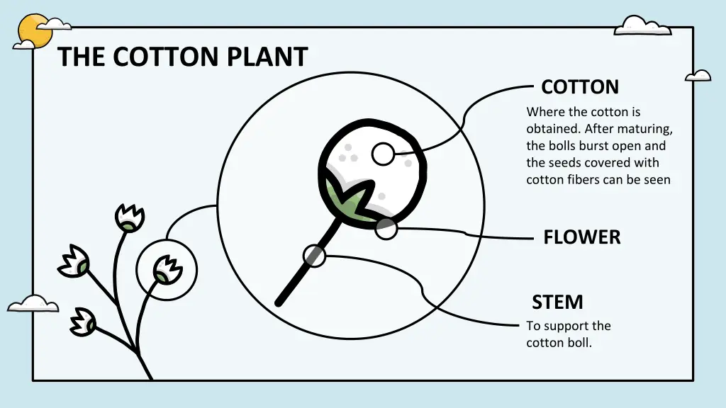the cotton plant