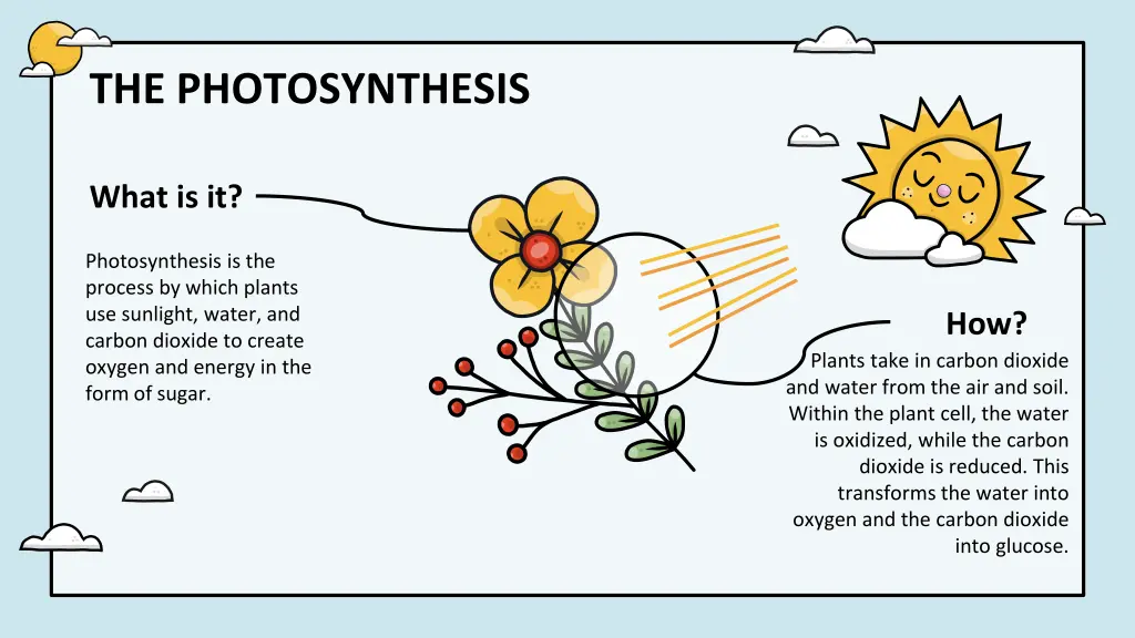 the photosynthesis