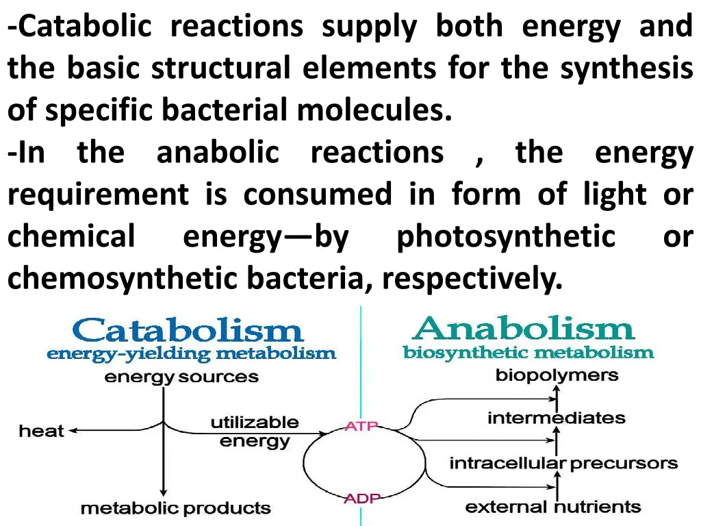 catabolic reactions supply both energy
