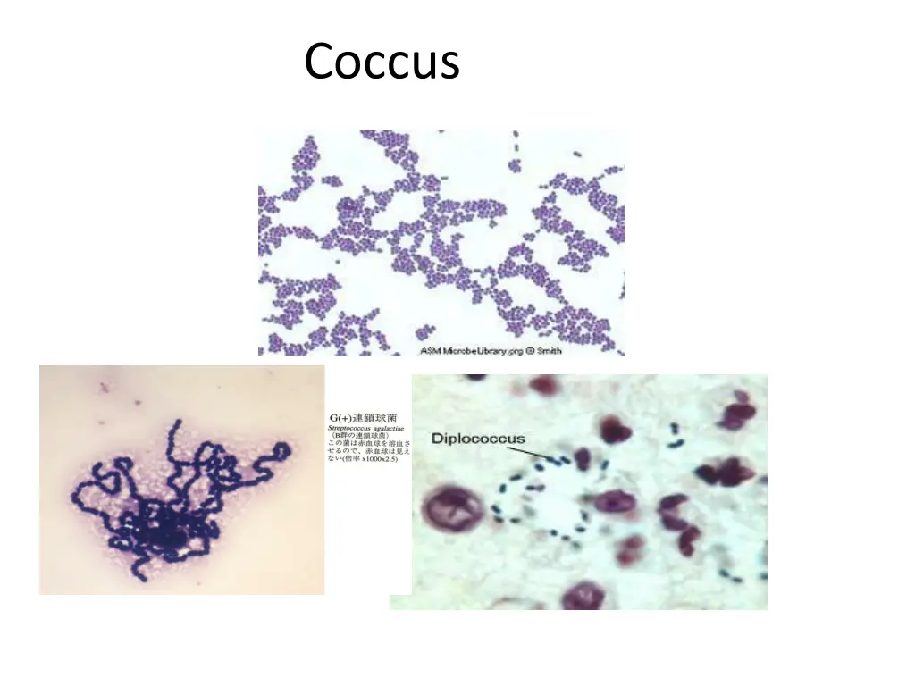 coccus