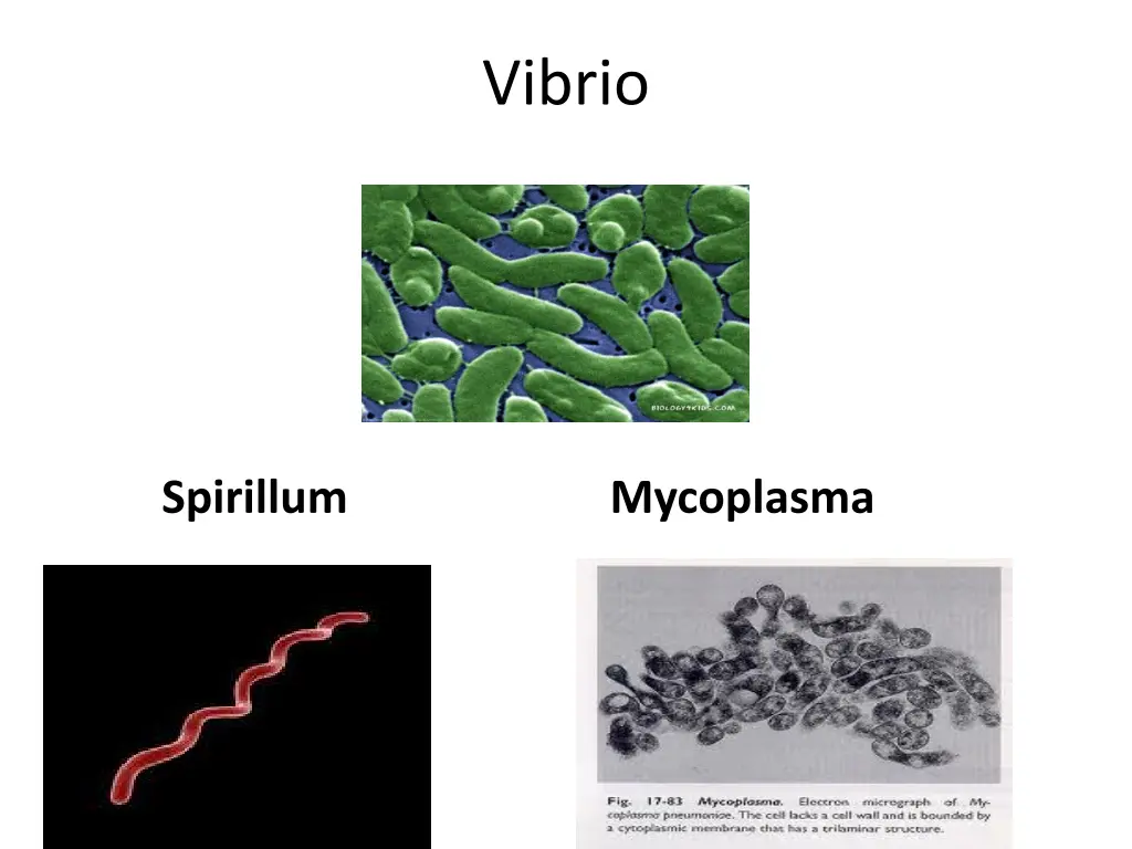 vibrio