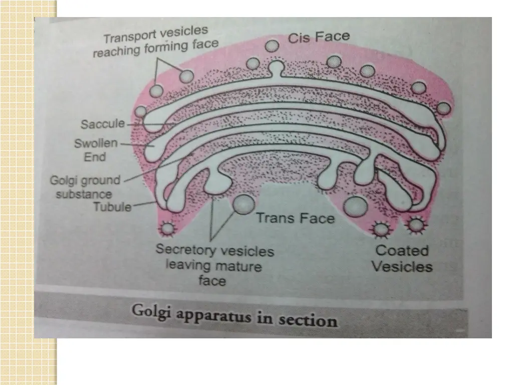 slide7