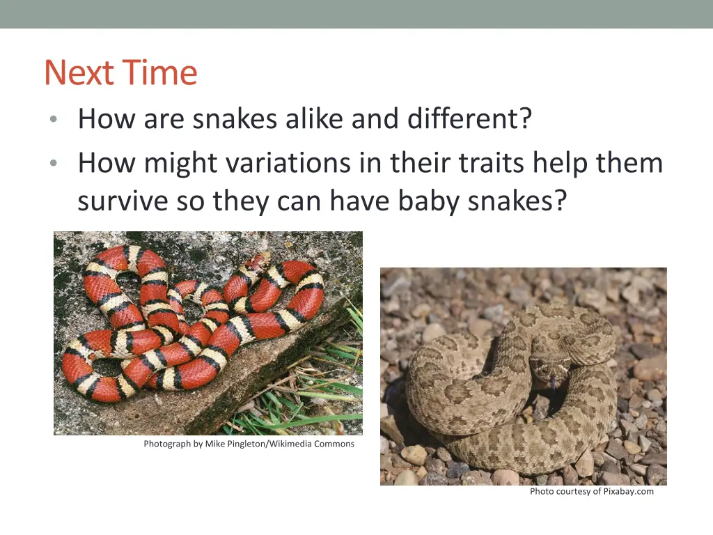 next time how are snakes alike and different