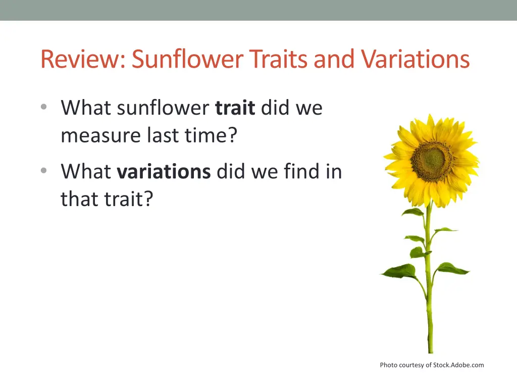 review sunflower traits and variations