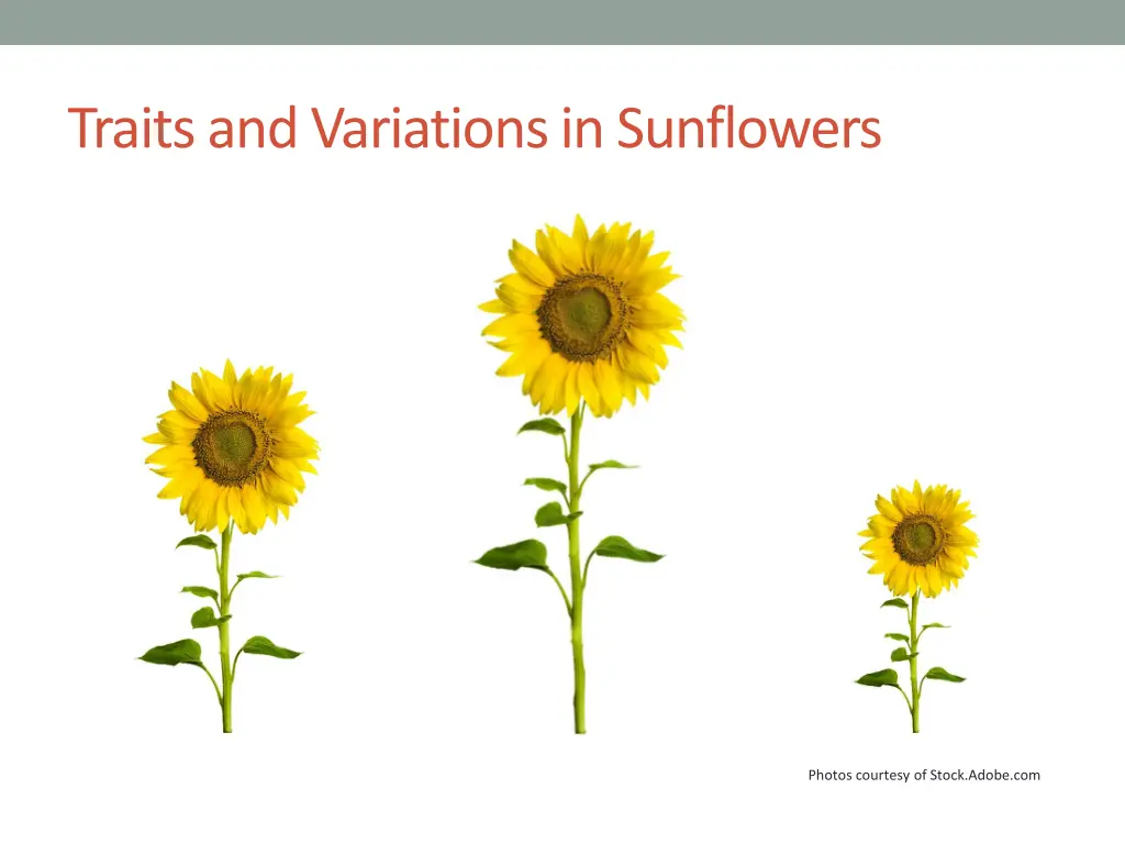 traits and variations in sunflowers