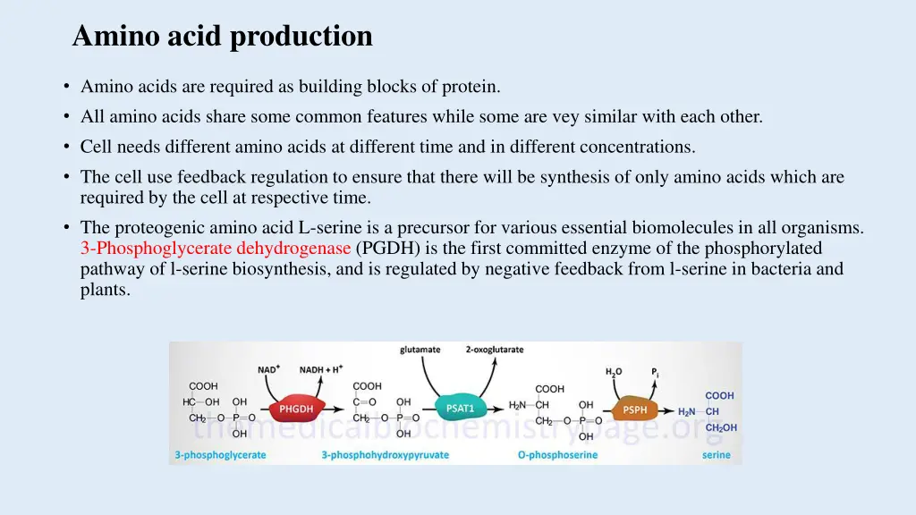 amino acid production