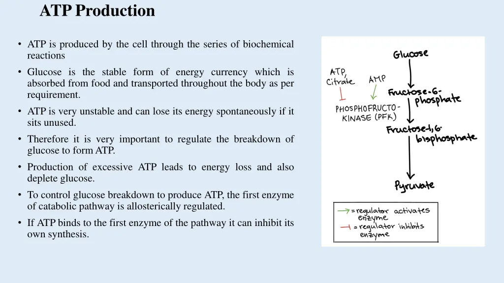atp production