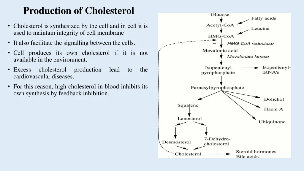 production of cholesterol