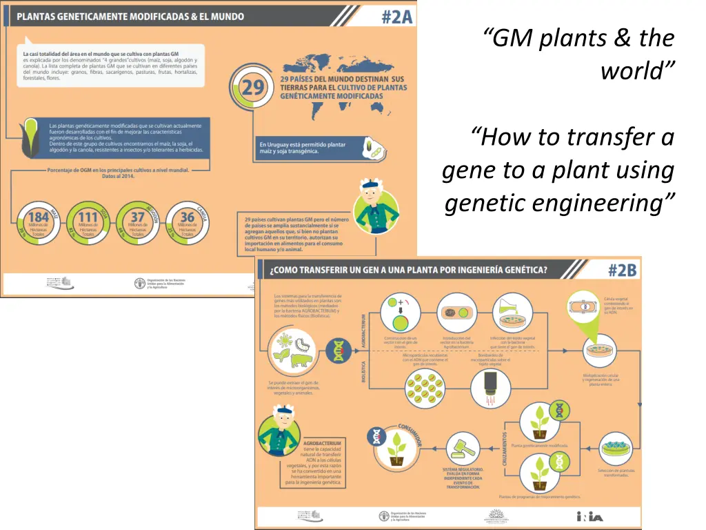 gm plants the