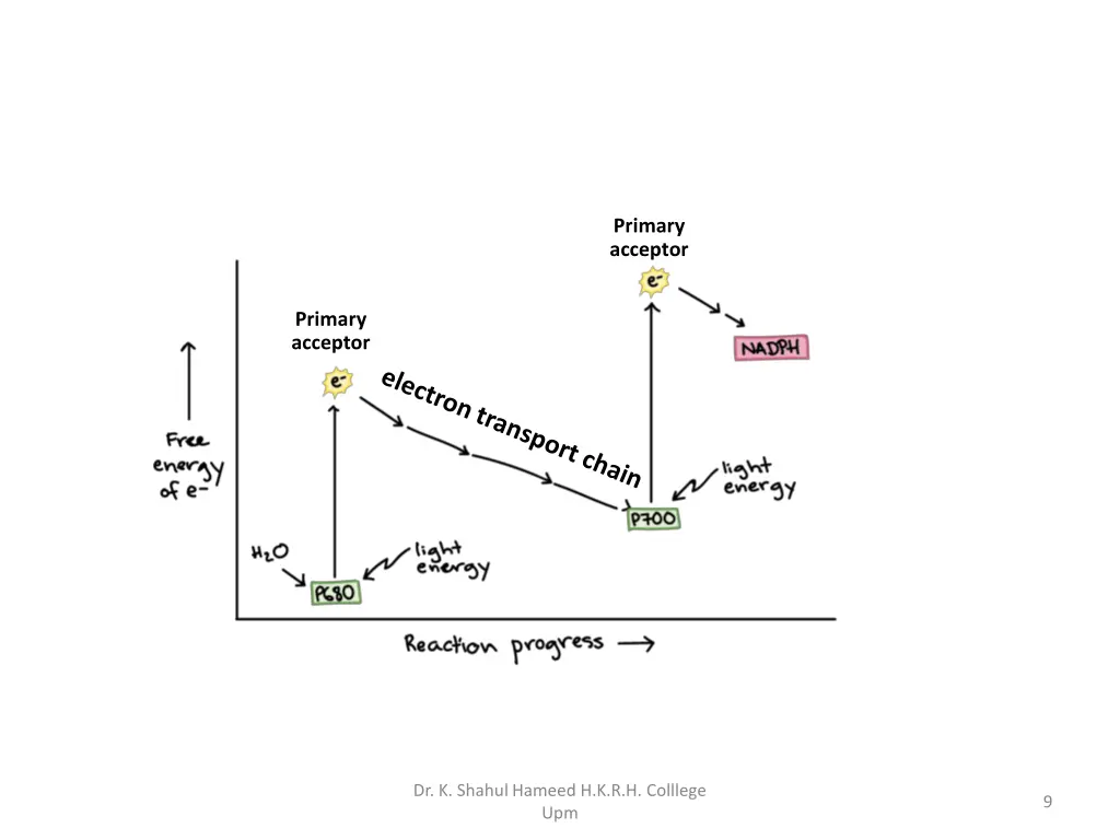 primary acceptor