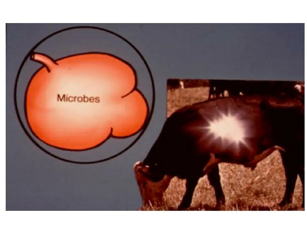 slide8