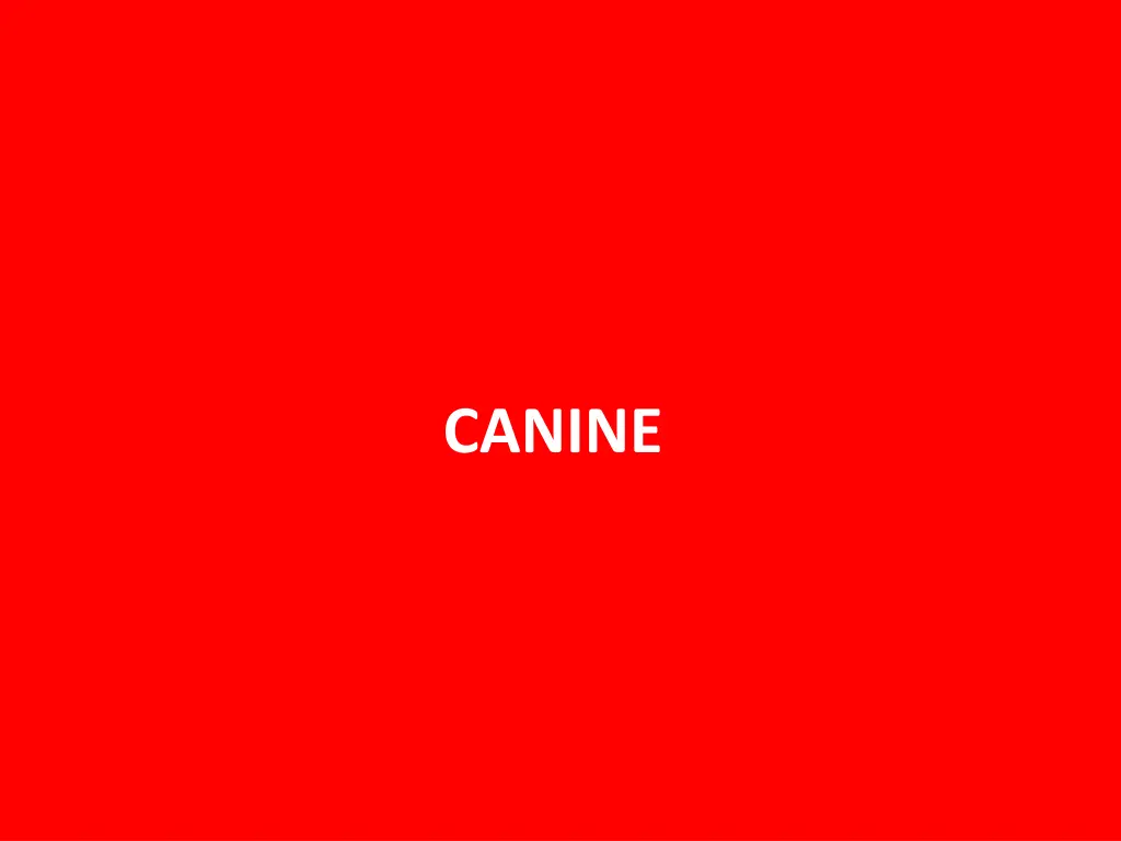 canine