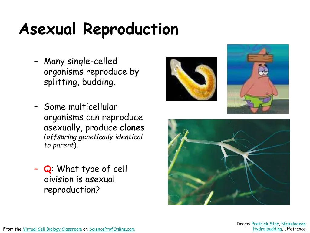 asexual reproduction