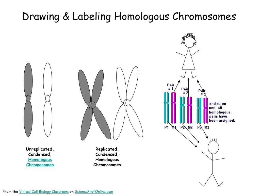 drawing labeling homologous chromosomes